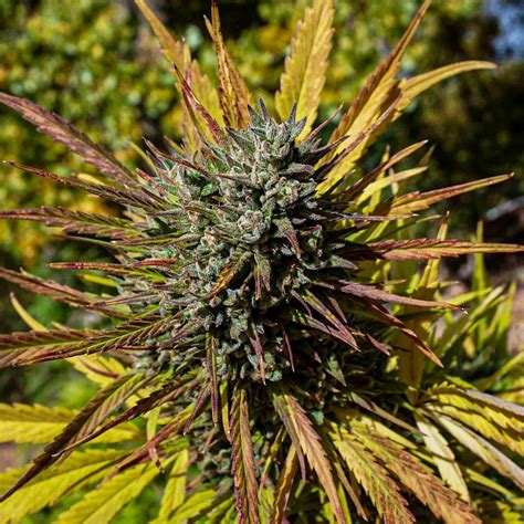 This cannabis flower is available in OR, and has 19. . Freeborn selections black lime reserve